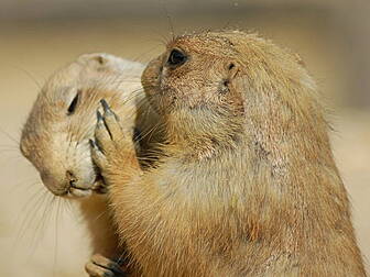 Psst! What makes good goss?